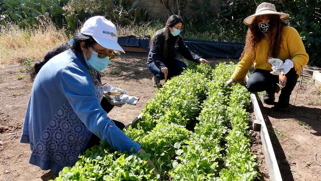 Municipio de Ovalle invita a participar del programa Huertos Comunitarios
