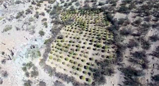 Casi 500 millones de pesos en marihuana fueron incautados al interior de Combarbalá