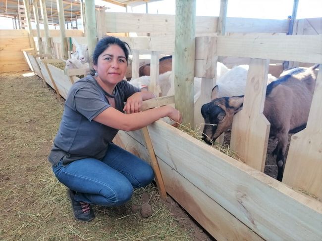 Criancera de Ovalle impulsa su trabajo con moderno galpón financiado por Programa Caprino Lechero
