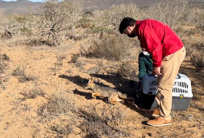 Dejan en libertad a cachorro de zorro culpeo tras seis meses de tratamiento y cuidados