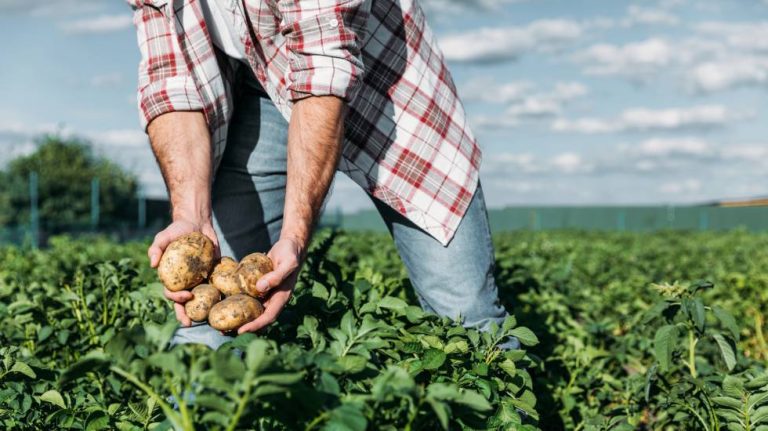 Día Mundial de la Alimentación: Alimentación sostenible definirá nuestro futuro