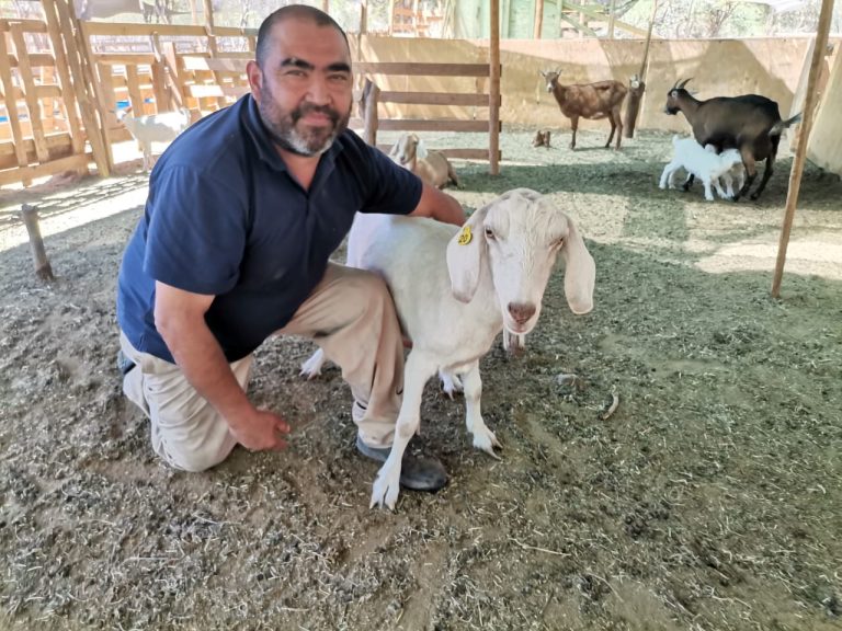 Productor de Monte Patria que se la juega por la venta de leche de cabra envasada