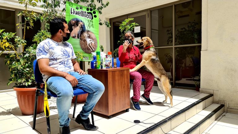 Con gran éxito culminó jornada de adopción on-line en el Municipio Coquimbo