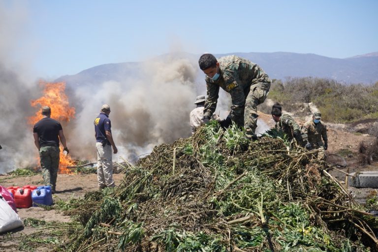 MULTIMILLONARIAS PÉRDIDAS AL CRIMEN ORGANIZADO EN LOS VILOS POR PLAN CANNABIS DE LA PDI