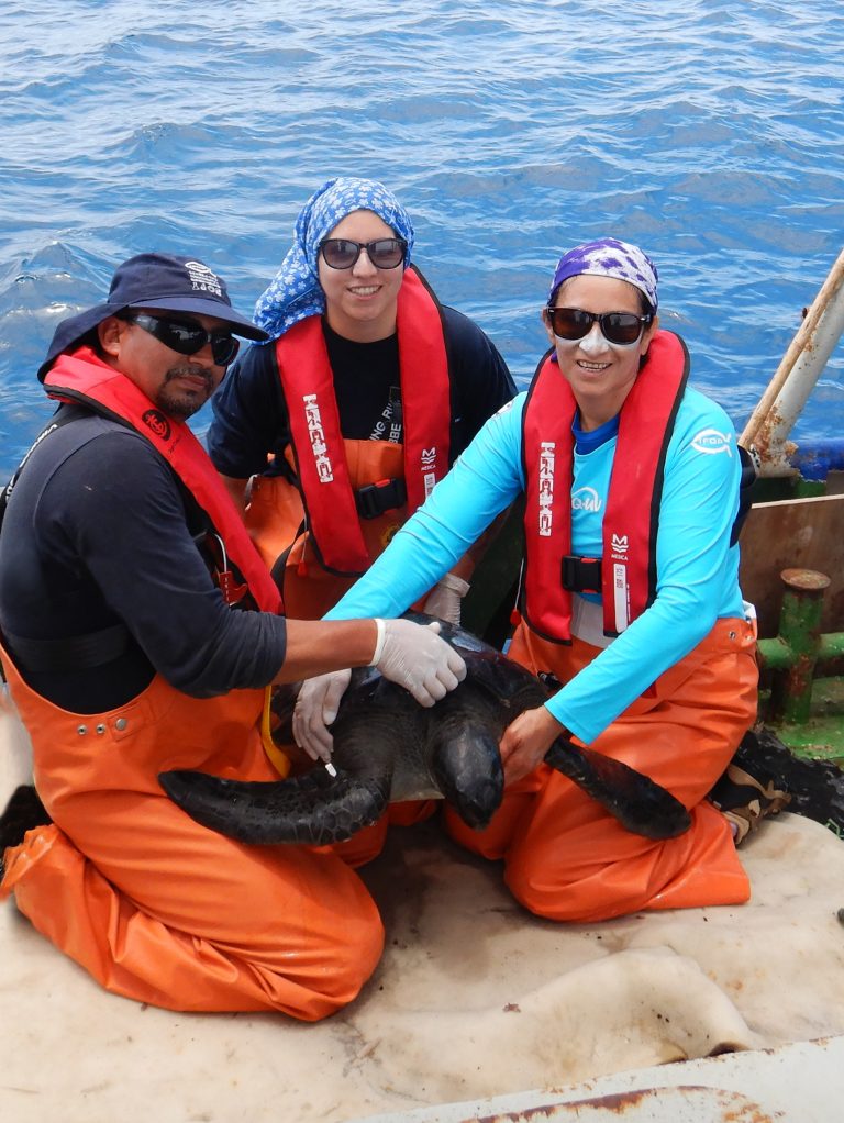 Chile y Costa Rica unidos por la conservación de las tortugas marinas