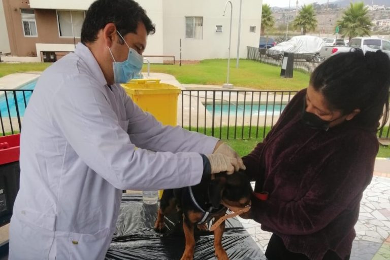 En el sector céntrico de Punitaqui detectan murciélago con rabia