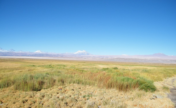 Nueva demanda por daño ambiental contra Minera Escondida ingresa al Primer Tribunal Ambiental
