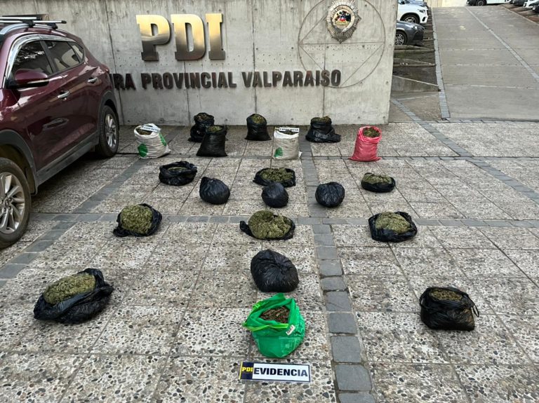 Detienen a banda criminal dedicada al cultivo de marihuana en Los Vilos