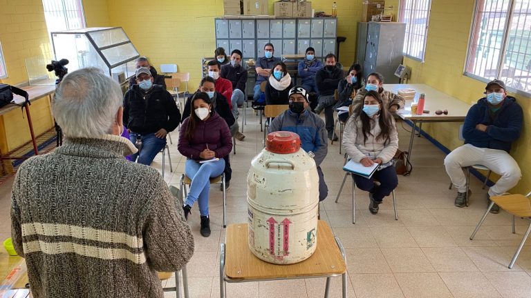 Profesionales Padis Prodesal se capacitan en inseminación  artificial de cabras gracias a proyecto de INIA