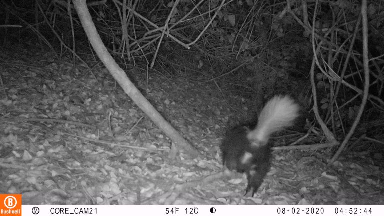 Cámaras trampa: la tecnología con que monitorean biodiversidad del parque Nacional Bosque Fray Jorge