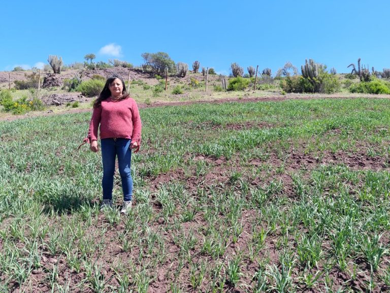 19 usuarios o usuarias de INDAP mejoran la disponibilidad de forraje para su ganado