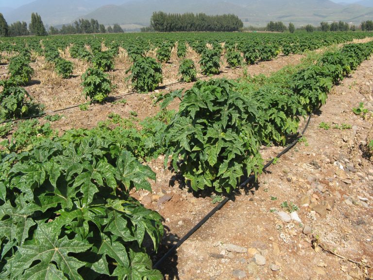 Invitan a regantes y comunidades agrícolas del Norte Chico a postular al Programa de Pequeña Agricultura