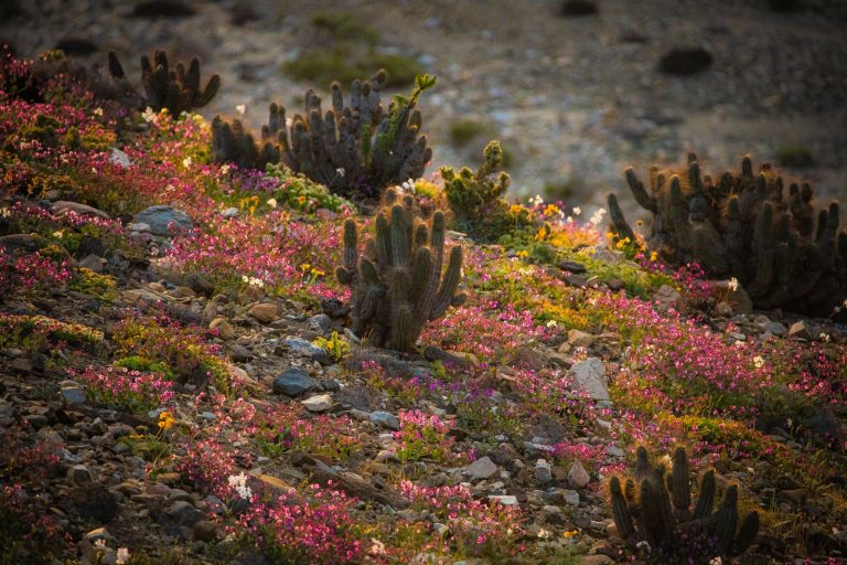 |OPINIÓN| Parque Nacional Desierto Florido, augurio de tiempos mejores