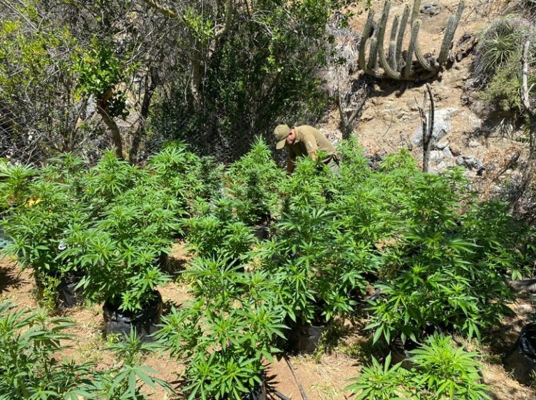 Destruyen plantación de cannabis sativa en Combarbalá