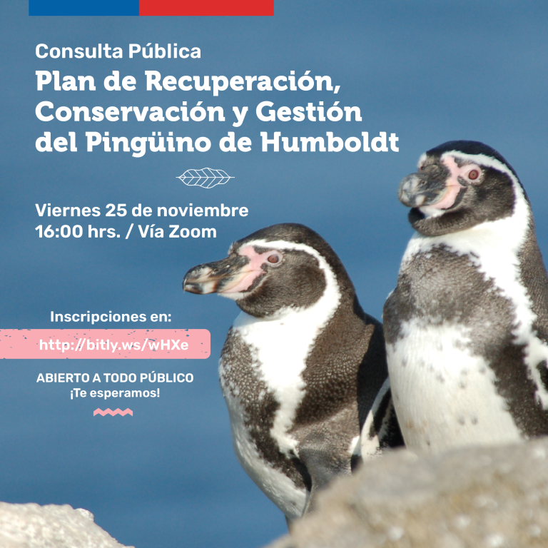 Invitan a participar en plan de recuperación, conservación y gestión del pingüino de Humboldt