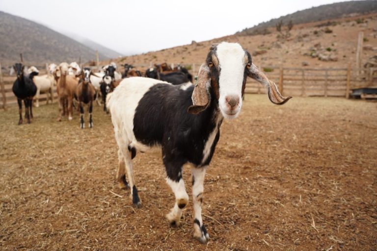 Disponen de recursos históricos en apoyo de crianceros afectados por la no realización de veranadas