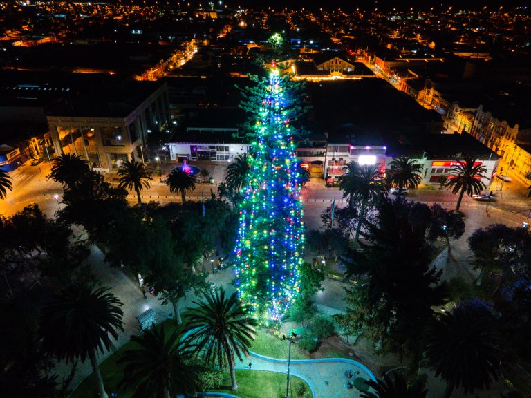 Hoy se encenderá el Árbol de Navidad natural más grande de Chile