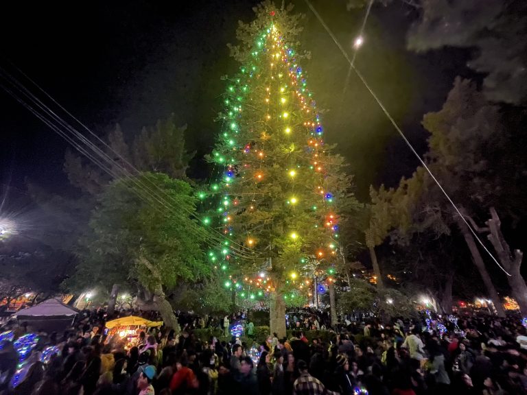 Se encendió el Árbol de Navidad natural más grande de Chile en la plaza de Ovalle