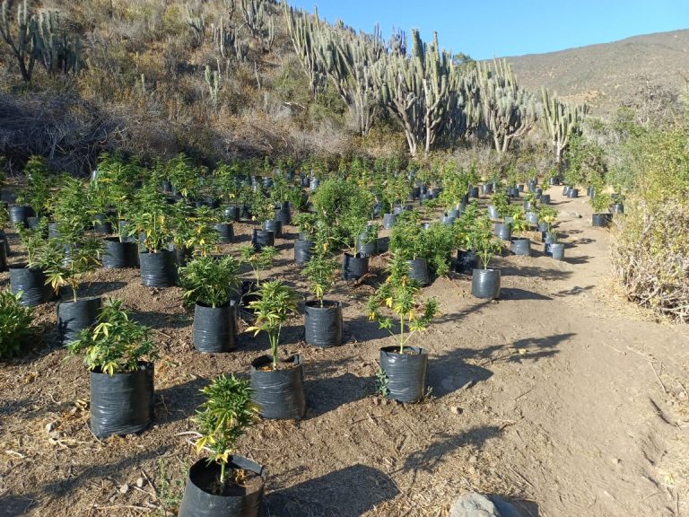 PDI Illapel saca de circulación más tres millones de dosis de Marihuana