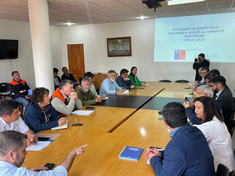 Confirman caso positivo a influenza aviar en la región de Coquimbo