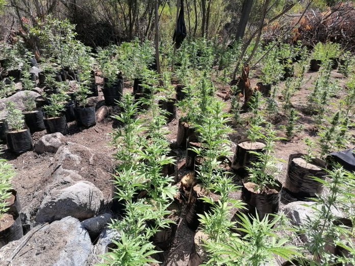 CHOAPA| Resaltan trabajo policial que logró decomisar más de mil plantas de  Marihuana en Illapel | Ovalle Hoy