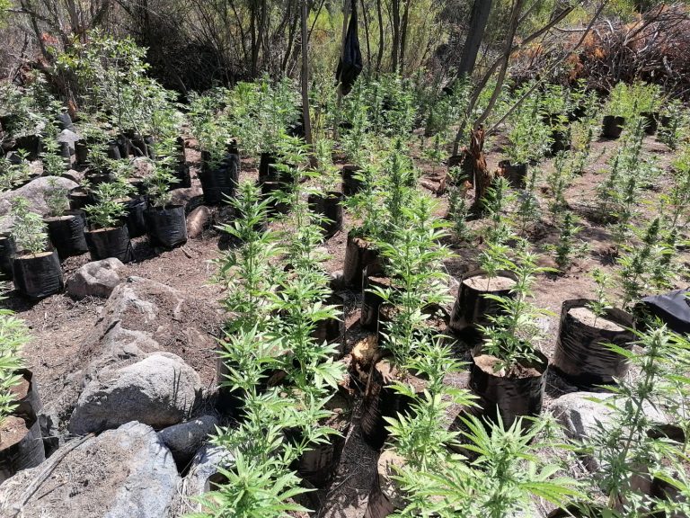 |CHOAPA| Resaltan trabajo policial que logró decomisar más de mil plantas de Marihuana en Illapel