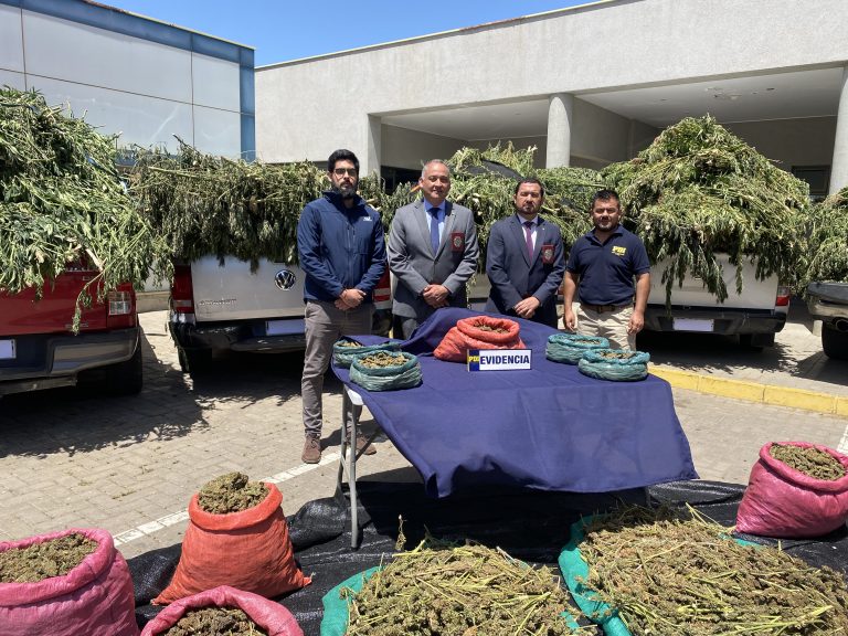 Más de 28 mil plantas de Cannabis incautan detectives en la comuna de Los Vilos