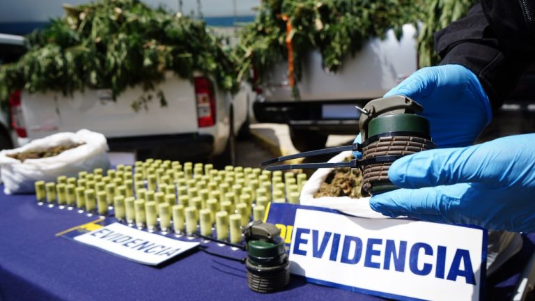 Incautan granadas, 26 mil plantas y 876 kilos de Cannabis en narcocultivos de Los Vilos