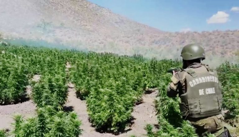 Carabineros desbarata organización criminal y logra millonario decomiso de drogas en Monte Patria