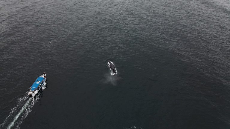 Día Mundial de las Ballenas: Lideran proyecto para la protección del ecosistema marino 