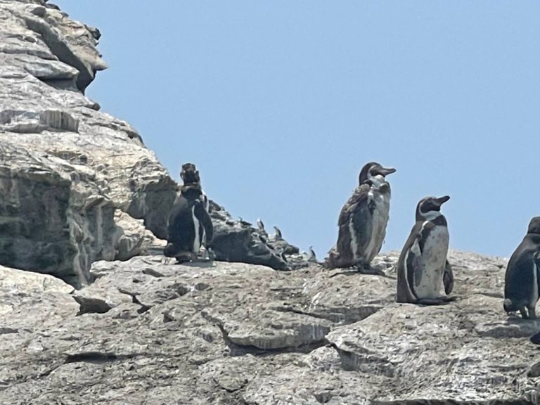 Gobernadora Regional destaca el desarrollo del turismo  sustentable en Punta de Choros y localidades aledañas