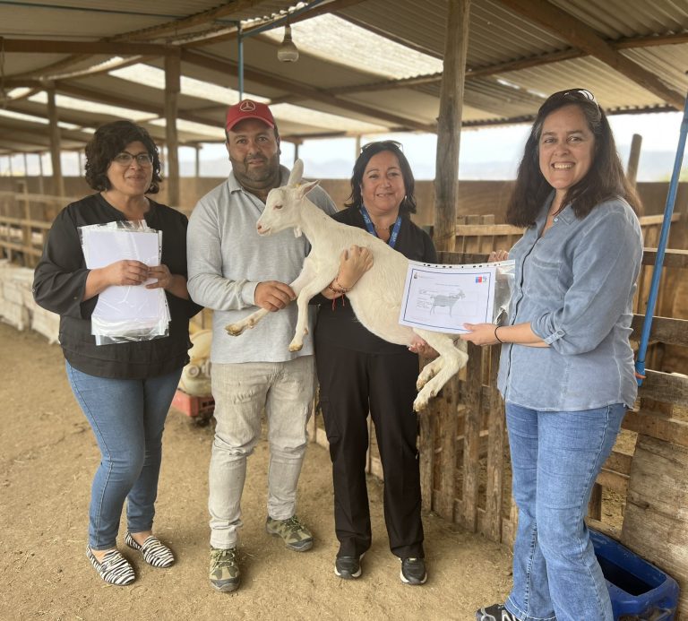 Usuarios de INDAP accedieron a razas caprinas con potencial productivo más alto mediante inseminación artificial