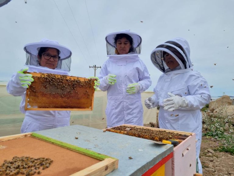 Mujeres lideran proyecto de apicultura en Chungungo