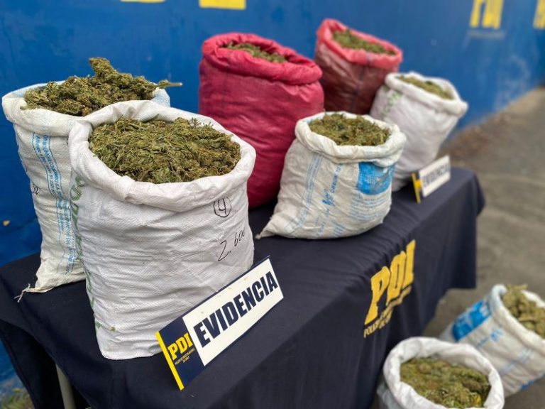 PDI detecta producción de cannabis en quebradas próximas al Parque Nacional Fray Jorge