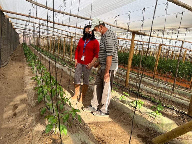 Emprendedor salamanquino desarrolla exitosa producción hortícola