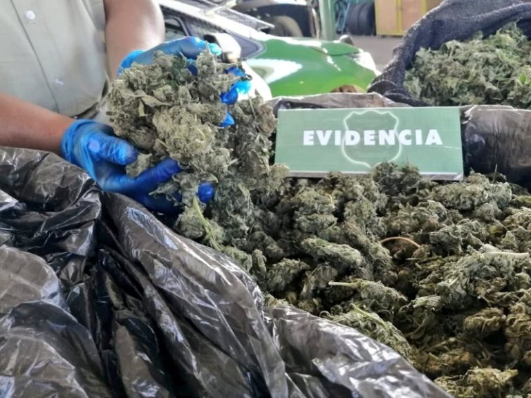 Detenido por tráfico de drogas camuflaba la marihuana entre paltos