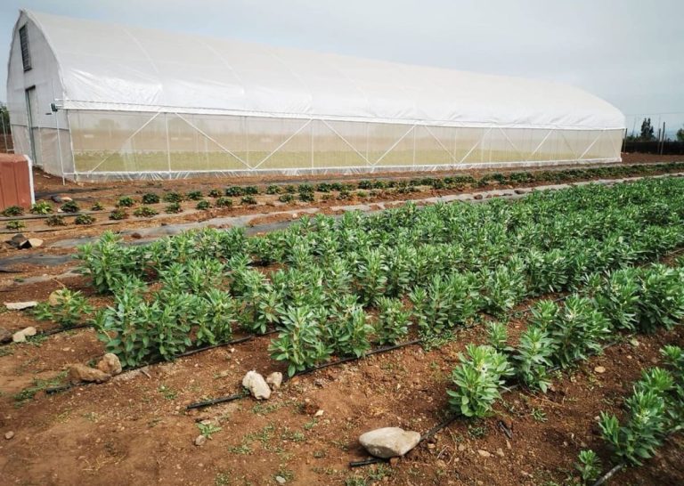 Autoridades entregan recomendaciones para evitar daños en cultivos agrícolas y ganado