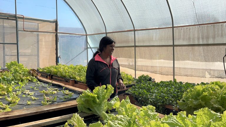 Familias campesinas podrían generar ingresos extra con sistema de cultivo hidropónico