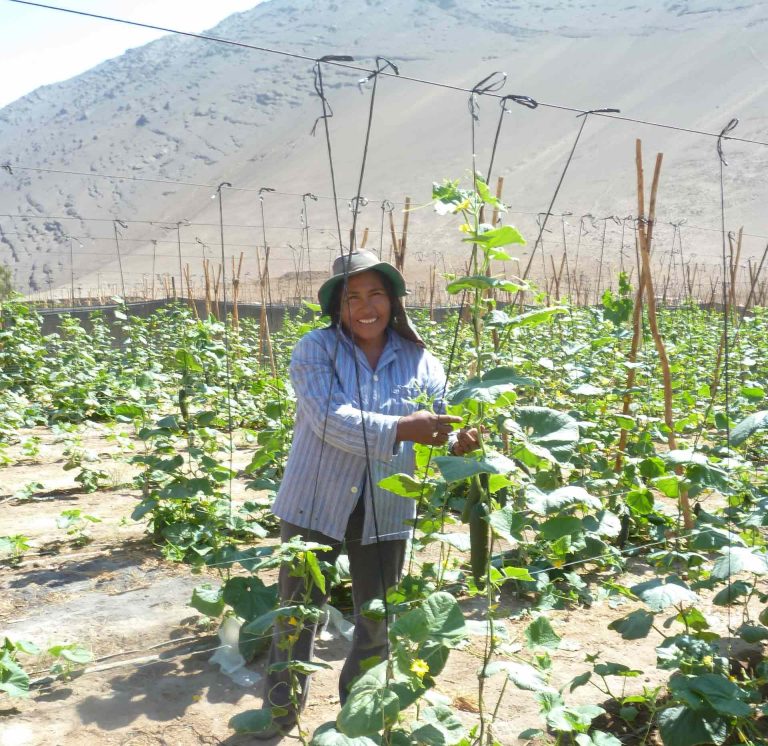 Mujeres regantes del Norte Chico podrán postular al primer concurso nacional de riego para agricultoras de la CNR