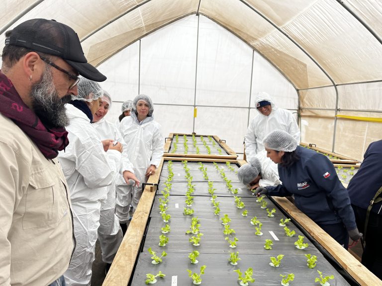 Asesores agrícolas aprenden sobre cultivos hidropónicos de hortalizas bajo invernadero