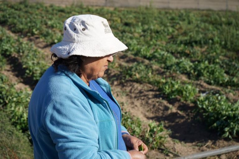 Hasta un 90% de cultivos dañados por las heladas registraron agricultores de Monte Patria