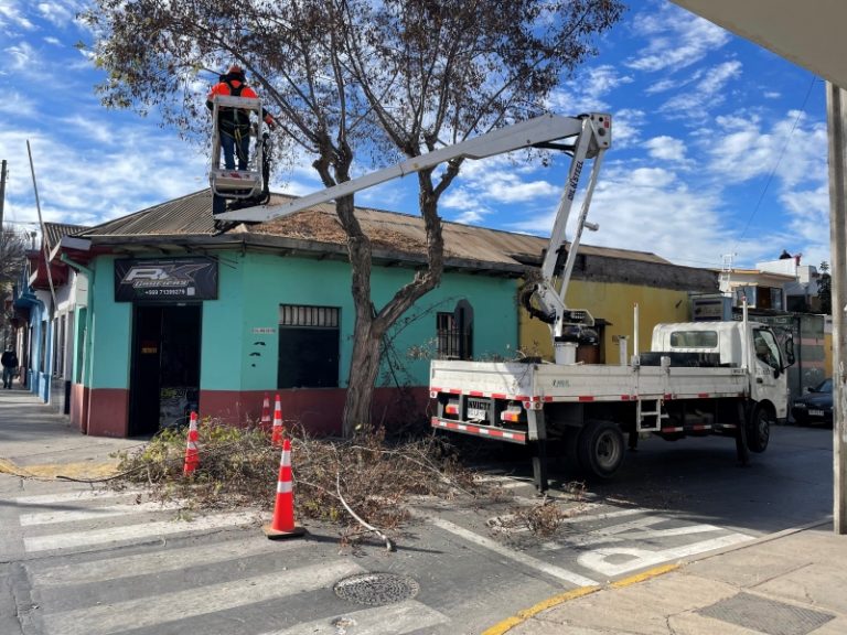 Municipio de Ovalle realizó llamado a no podar el arbolado urbano sin autorizaciones