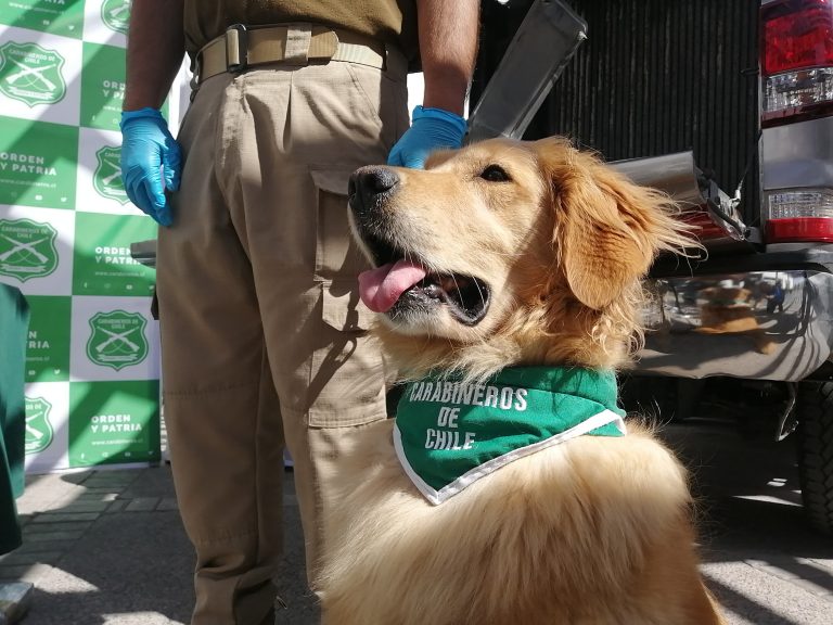 Carabineros realizó multimillonario decomiso de drogas tras fiscalización carretera
