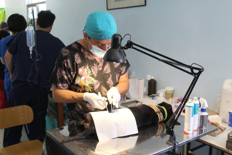 Confirman operativos de esterilización gratuita en cuatro sectores para lo que resta del mes de julio