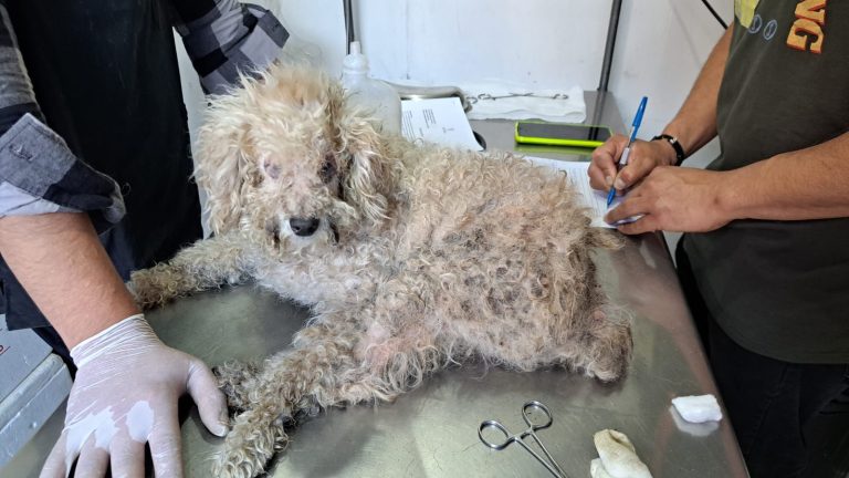 Municipio de Ovalle interpone denuncia por Maltrato Animal