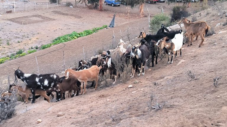 Partió la Trashumancia en Illapel: Crianceros y sus familias disfrutaron de comidas típicas y música en tradicional “choca”