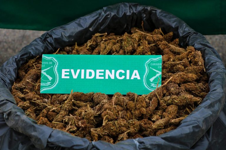 Multimillonarios decomisos marcan la primera semana de Carabineros por el Plan Cannabis