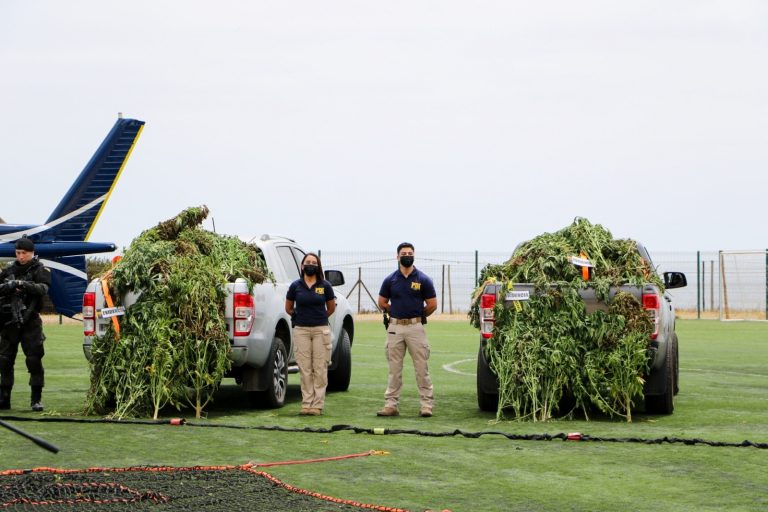 “Combate al Cultivo Ilícito”: 17 mil plantas de cannabis, 137 kilos procesados, armas y municiones incautadas