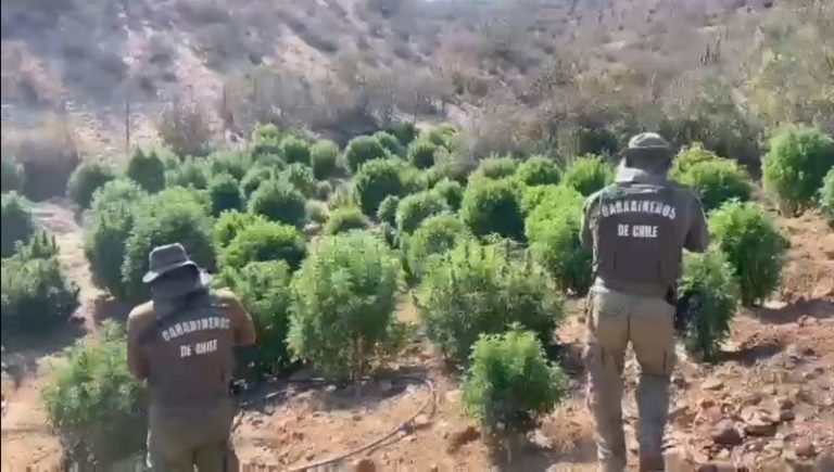 Decomisan más de 3500 plantas de cannabis en Punitaqui