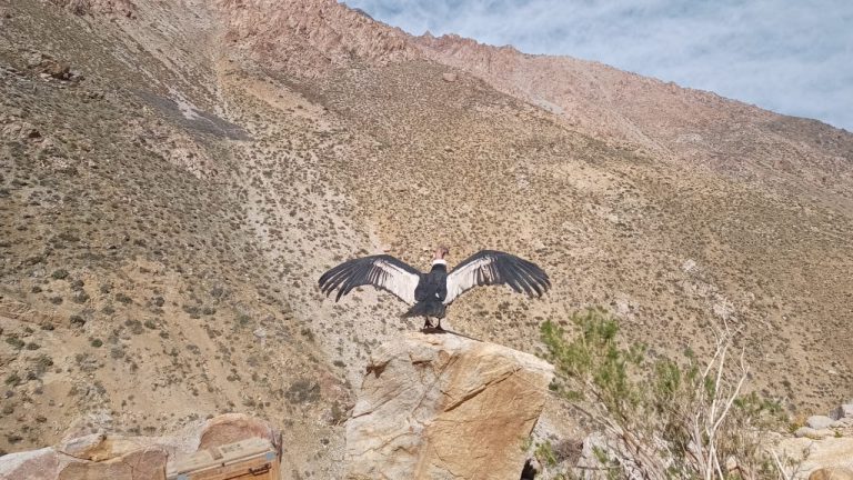 Liberan a cóndor tras cuidados en un ala herida